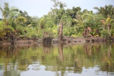trees by the river 