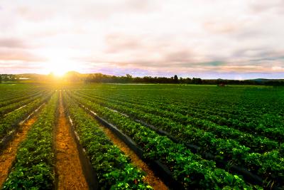 farm