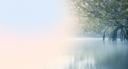 tree in the water